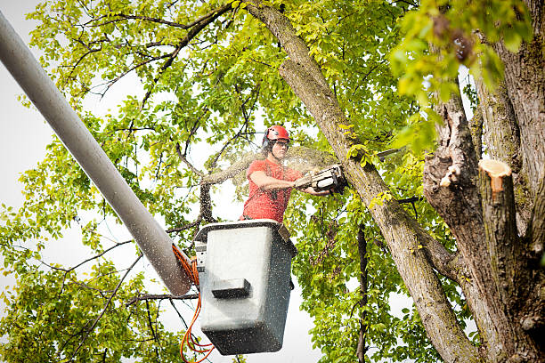 Trusted Forest, OH Tree Removal Experts